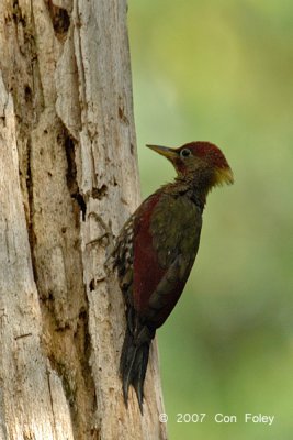 Woodpecker, Crimson-winged (male) @ Damum Valley