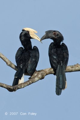Hornbill, Black