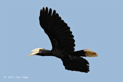 Hornbill, Black (male) @ Kinabatangan River