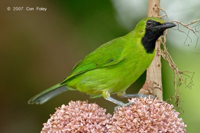 Leafbird, Lesser-green (male) @ Danum Valley