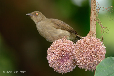 Bulbul, Red-eyed @ Danum Valley