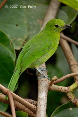 Leafbird, Lesser Green (female) @ Danum Valley