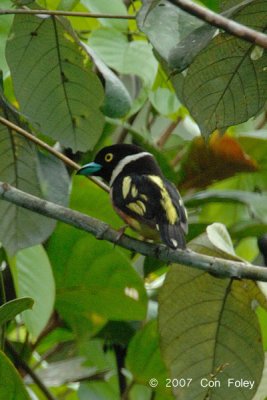 Broadbill, Black-and-yellow @ Danum Valley