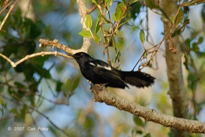 Robin, Oriental Magpie @ Kinabatangan River