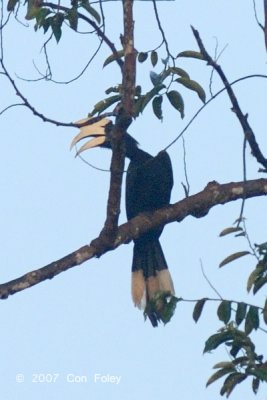 Hornbill, Black (male)