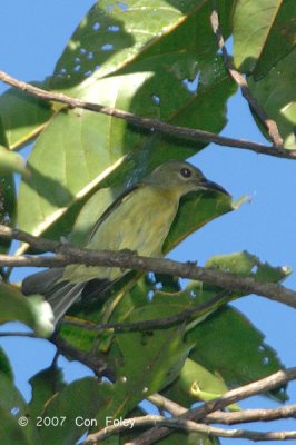 Sunbird, Red-throated (female)
