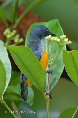 Flowerpecker, Orange-bellied (male)