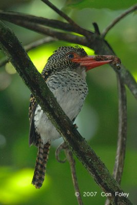 Kingfisher, Banded (female)