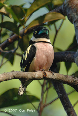 Broadbill, Black-and-yellow (male - singing)