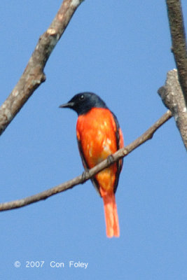 Minivet, Scarlet (male)