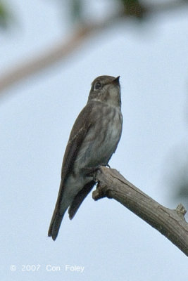 Flycatcher, Dark-sided