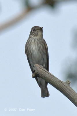 Flycatcher, Dark-sided