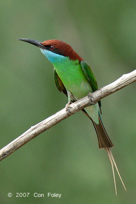 Bee-eater, Blue-throated @ Changi