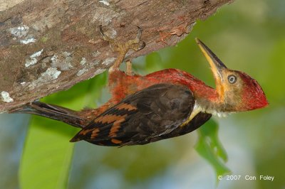 Woodpecker, Orange-backed