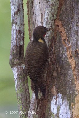 Woodpecker, Buff-necked (male)
