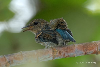 Flycatcher, Pale Blue (juvenile)