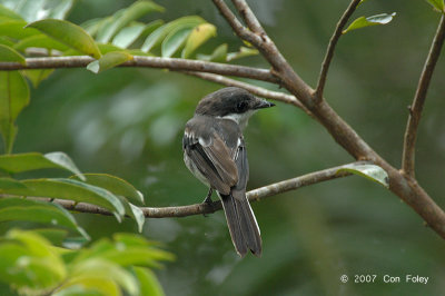 Flycatcher-shrike, Bar-winged (female)