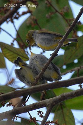 White-eye, Everetts @ The Old Road