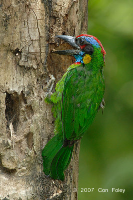 Barbet, Red-crowned