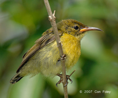 Sunbird, Purple-Throated (juvenile) @ Pulau Ubin