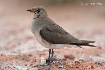 Pratincole, Oriental @ Changi Cove