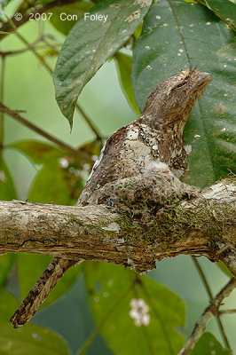 Frogmouth, Blyth's (with chick) @ Bukit Rengit