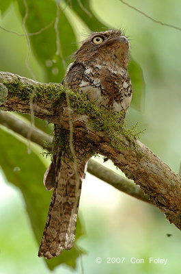 Frogmouth, Blyth's (male) @ Bukit Rengit