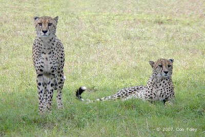 Cheetah (brothers) @ Phinda Private Game Reserve