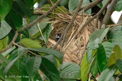 Munia, White-rumped (in nest)