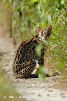 Asian Leopard Cat @ Kuala Gula