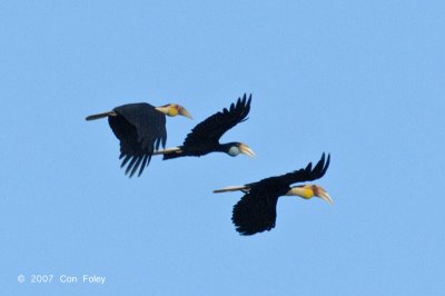 Hornbill, Plain-pouched @ Temenggor Lake