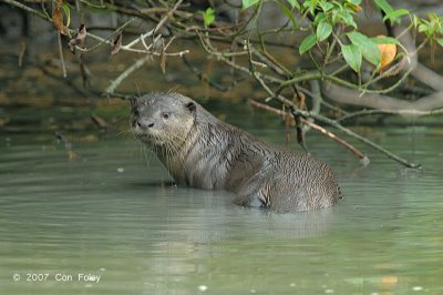 Smooth-coated Otter @ Kuala Gula