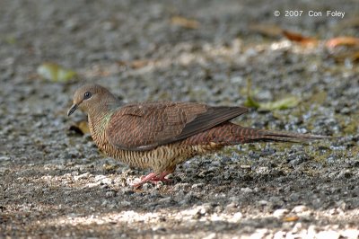 Dove, Barred Cuckoo (female) @ Cameron Highlands