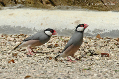 Sparrow, Java @ Kek Look Tong