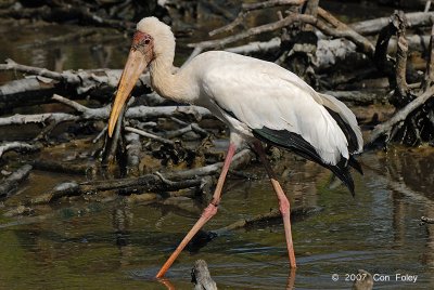 Stork, Milky @ Kuala Gula