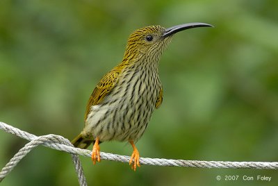 Spiderhunter, Streaked @ Maxwell Hill