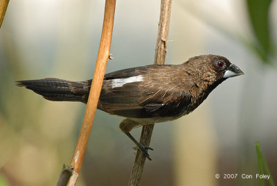 Munia, White-rumped @ Kuala Gula