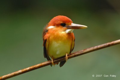 Kingfisher, Oriental Dwarf (juvenile) @ Temenggor Lake