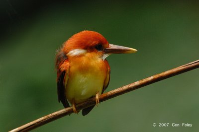 Kingfisher, Oriental Dwarf (juvenile) @ Temenggor Lake