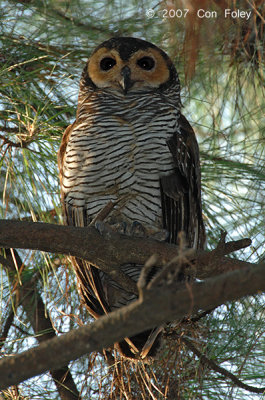 Owl, Spotted Wood (adult) @ Japanese Gardens