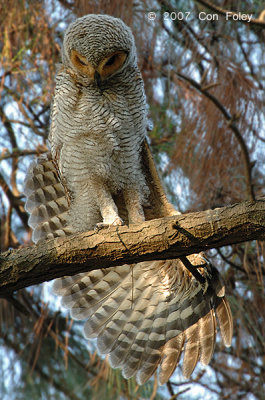 Owl, Spotted Wood (juvenile) @ Japanese Gardens