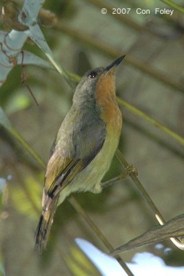 Sunbird, Ruby-cheeked (female)
