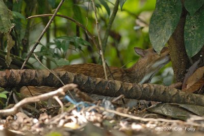 Mousedeer