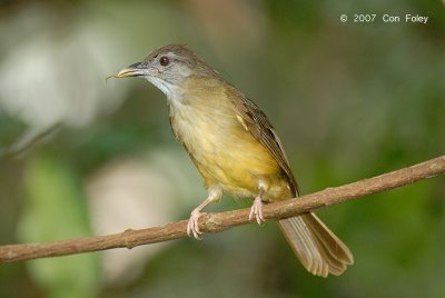 Bulbul, Grey-cheeked @ Camping Grounds