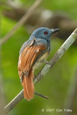 Philentoma, Rufous-winged (male) @ Camping Grounds