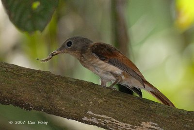 Philentoma, Rufuos-winged (female) @ Camping Grounds