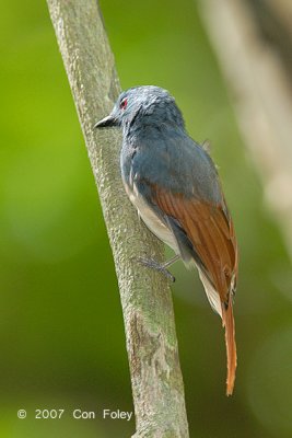 Philentoma, Rufuos-winged (male) @ Camping Grounds