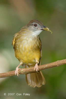 Bulbul, Grey-cheeked @ Camping Grounds