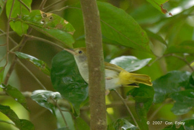 Yuhina, White-bellied @ Camping Grounds