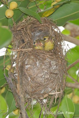 Sunbird, Plain-throated (nest with chicks) @ Mutiara